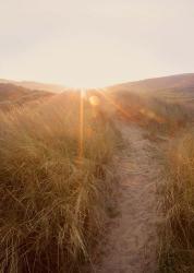 Dunes with Seagulls 4 | Obraz na stenu