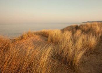 Dunes with Seagulls 7 | Obraz na stenu