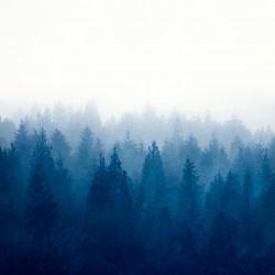 Heart and Soul - Foggy Forest | Obraz na stenu