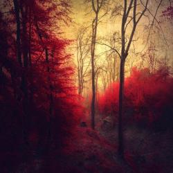 Ruby Red Forest | Obraz na stenu