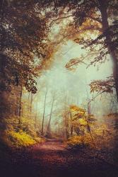 Silent Forest | Obraz na stenu