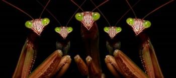 Praying Mantis: Family Portrait | Obraz na stenu