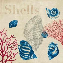 Shell Study | Obraz na stenu