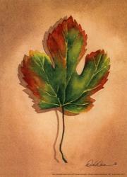 Fall Foliage | Obraz na stenu