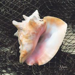 Conch Shell With Net | Obraz na stenu