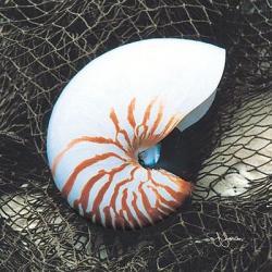 Nautilus Shell With Net | Obraz na stenu