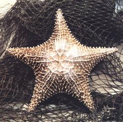 Starfish With Net | Obraz na stenu