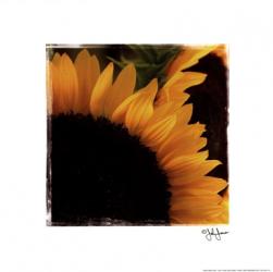 Sunflower Daze | Obraz na stenu