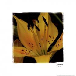 Day Lily Dance | Obraz na stenu