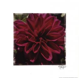 Dahlia Delight | Obraz na stenu