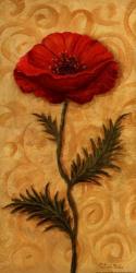 Red Poppy | Obraz na stenu