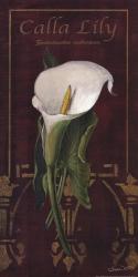 Calla Lily | Obraz na stenu