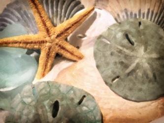 Sand Dollars And Starfish | Obraz na stenu