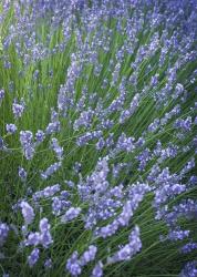 Purple Wildflowers | Obraz na stenu