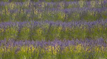 Field of Purple | Obraz na stenu