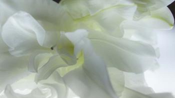 Close Up of White Flower | Obraz na stenu