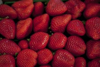 Strawberries | Obraz na stenu