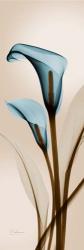 Blue Calla Lily | Obraz na stenu