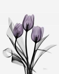 Three Purple Tulips | Obraz na stenu