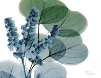 Lilly of Eucalyptus | Obraz na stenu