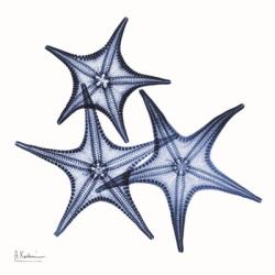 Blue Three Starfish | Obraz na stenu