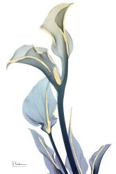 Gold Splash Calla Lily | Obraz na stenu