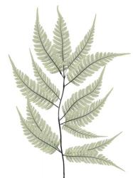 Fern Tree | Obraz na stenu