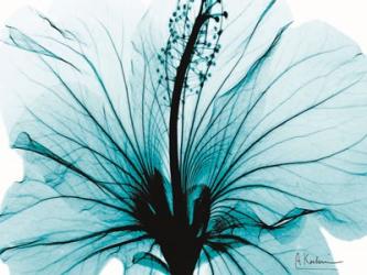 Aqua Hibiscus | Obraz na stenu