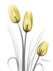 Illuminating Tulip Trio | Obraz na stenu