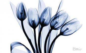 Marvelous Indigo Tulips 2 | Obraz na stenu