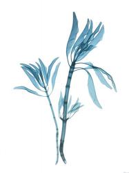 Blue Leucadendron | Obraz na stenu