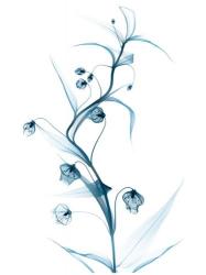 Blue Globe Lily | Obraz na stenu