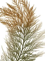 Urban Incense Cedar | Obraz na stenu