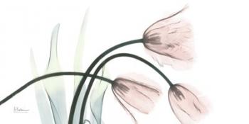 Freshly Bloomed 1 | Obraz na stenu