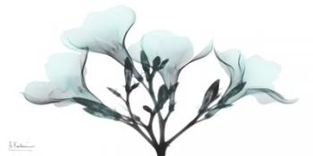 Oleander Mist 1 | Obraz na stenu