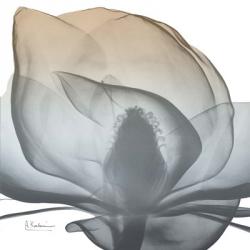 Magnolia Earthy Beauty New | Obraz na stenu