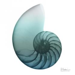 Water Snail 4 | Obraz na stenu