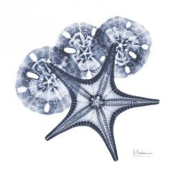 Indigo Starfish and Sand Dollar | Obraz na stenu