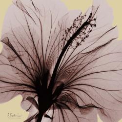 Spring Hibiscus | Obraz na stenu