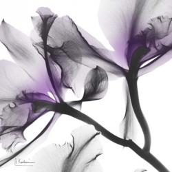 Lavender Luster 1 | Obraz na stenu