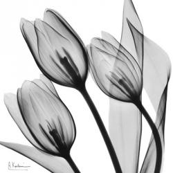Splendid Monotone Tulips | Obraz na stenu