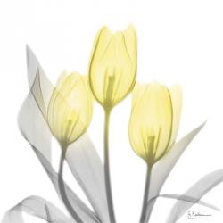 Brilliant Tulips 1 | Obraz na stenu