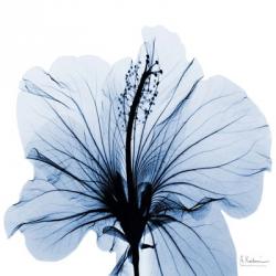 Indigo Hibiscus | Obraz na stenu