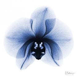 Indigo Infused Orchid 1 | Obraz na stenu