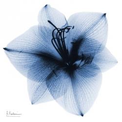 Indigo Amaryllis 1 | Obraz na stenu