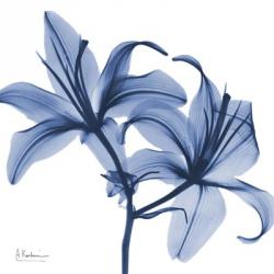 Indigo Infused Lily | Obraz na stenu