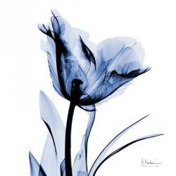 Indigo Softened Tulip | Obraz na stenu