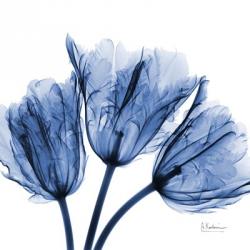 Indigo Stunning Tulips | Obraz na stenu