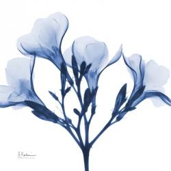 Indigo Oleander | Obraz na stenu