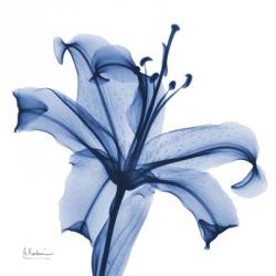 Glorious Indigo Lily | Obraz na stenu